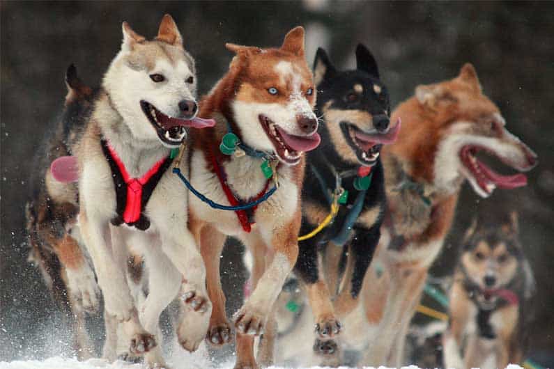 Dog running in the snow